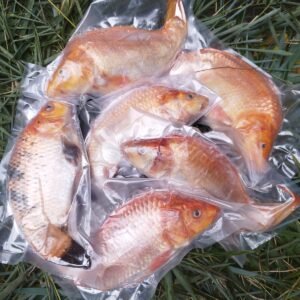 Jual Ikan Kurisi Frozen 500 Gram – Freezygo Kediri